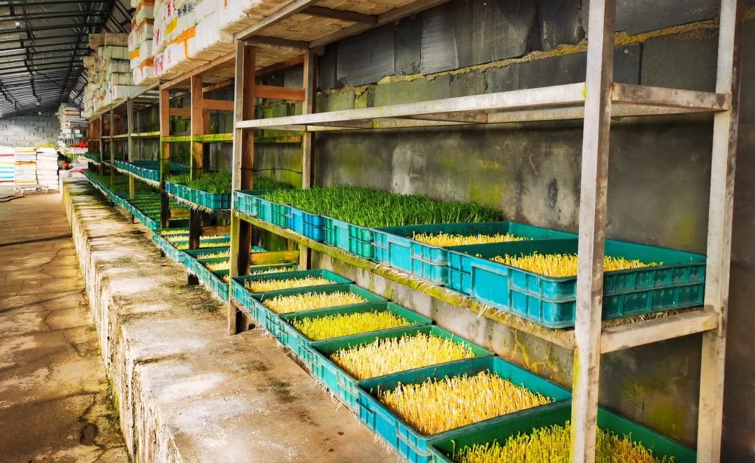 邯郸富硒蔬菜种植基地(邯郸有机蔬菜基地)-硒宝网