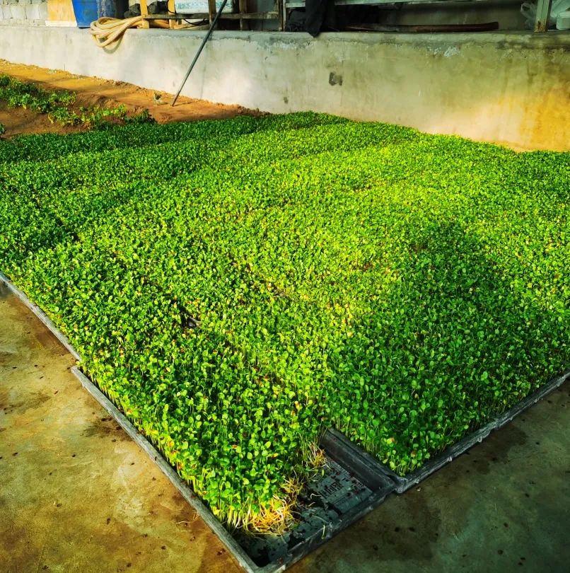 邯郸富硒蔬菜种植基地(邯郸有机蔬菜基地)-硒宝网