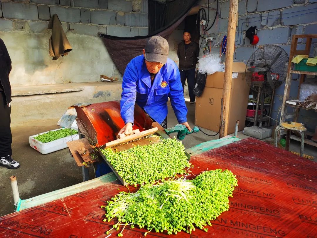 邯郸富硒蔬菜种植基地(邯郸有机蔬菜基地)-硒宝网