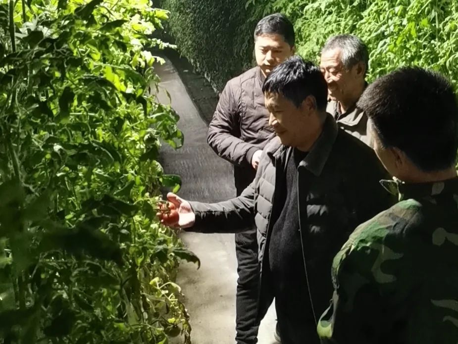 邯郸富硒蔬菜种植基地(邯郸有机蔬菜基地)-硒宝网