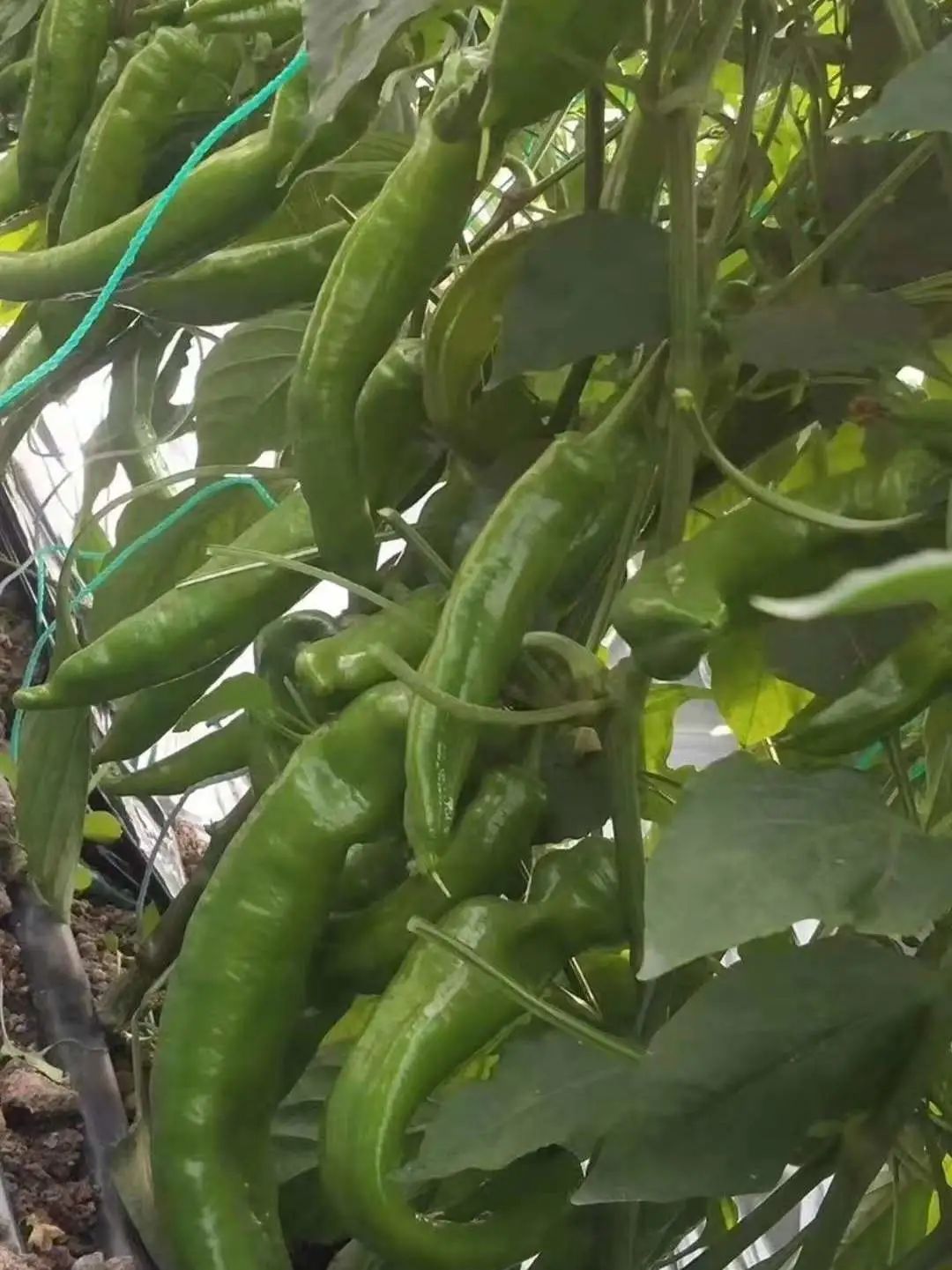 邯郸富硒蔬菜种植基地(邯郸有机蔬菜基地)-硒宝网