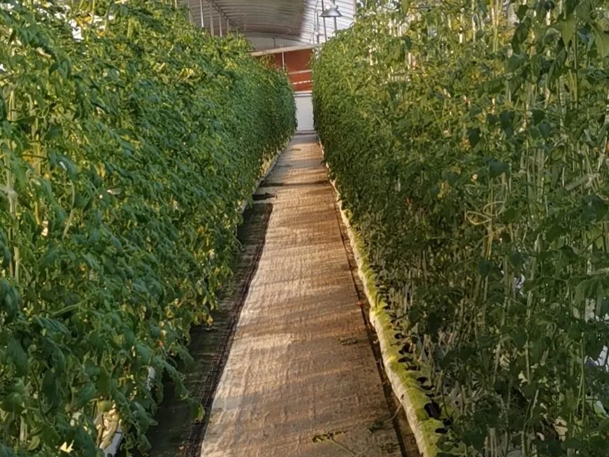 邯郸富硒蔬菜种植基地(邯郸有机蔬菜基地)-硒宝网