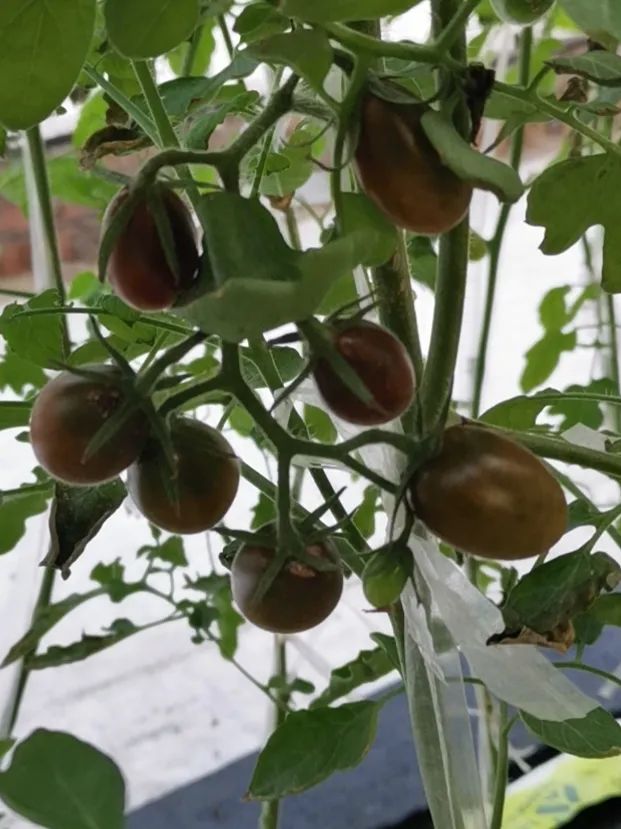 邯郸富硒蔬菜种植基地(邯郸有机蔬菜基地)-硒宝网