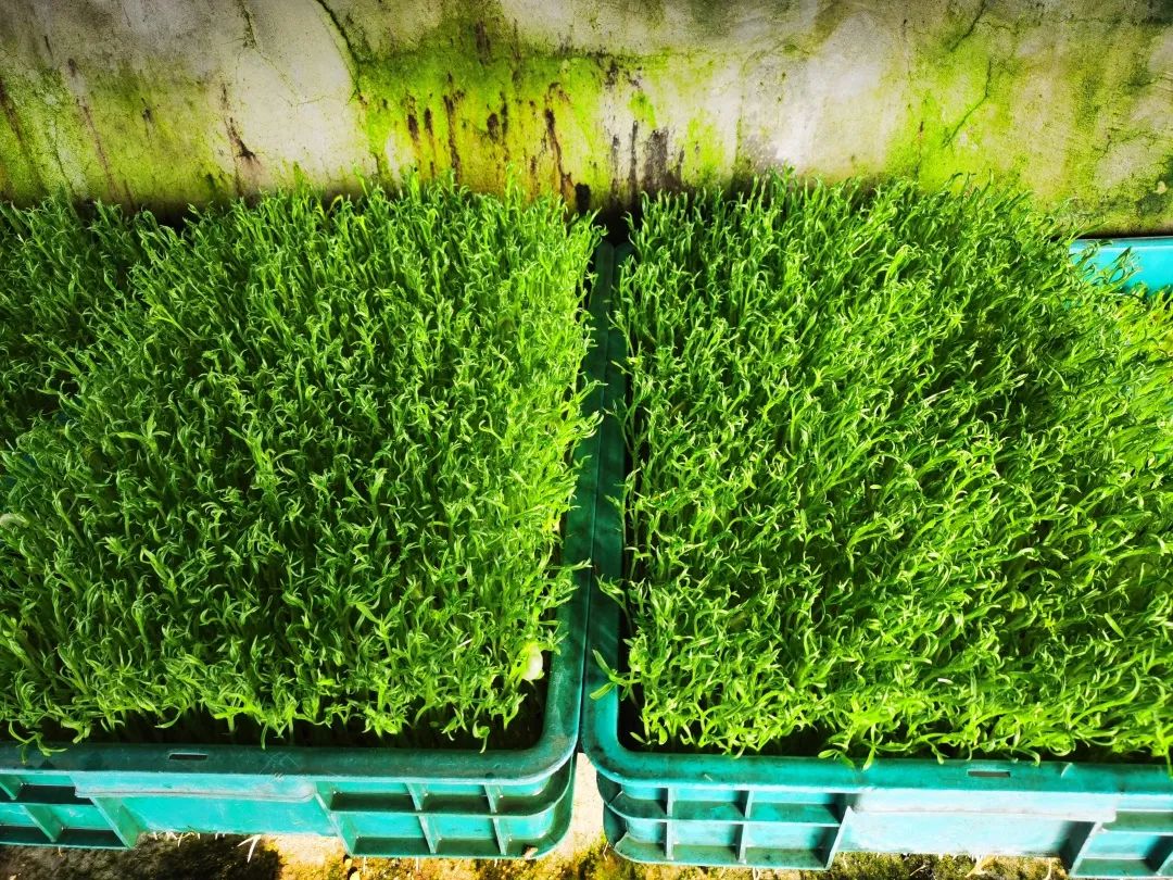 邯郸富硒蔬菜种植基地(邯郸有机蔬菜基地)-硒宝网