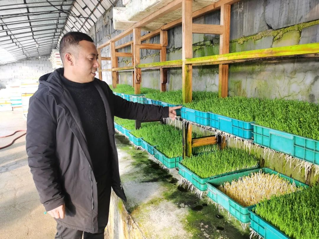 邯郸富硒蔬菜种植基地(邯郸有机蔬菜基地)-硒宝网