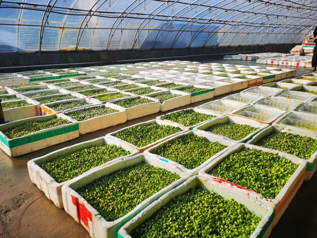 邯郸富硒蔬菜种植基地(邯郸有机蔬菜基地)-硒宝网
