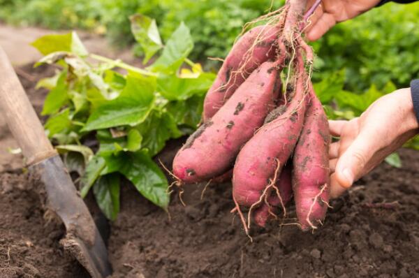 富硒蔬菜的食物有哪些(蔬菜食物富硒有哪些)-硒宝网
