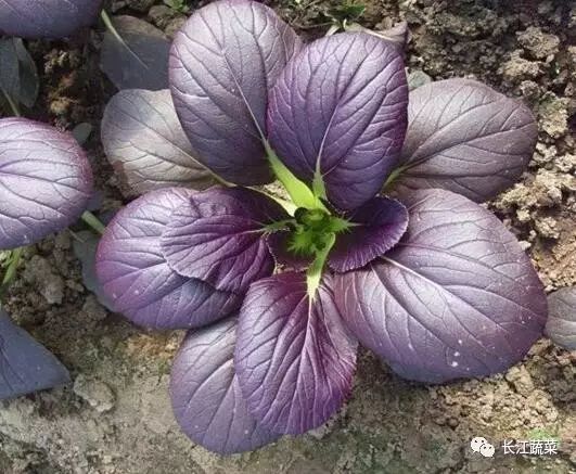 紫色蔬菜富硒嘛能吃吗（紫菜含硒元素吗）-硒宝网