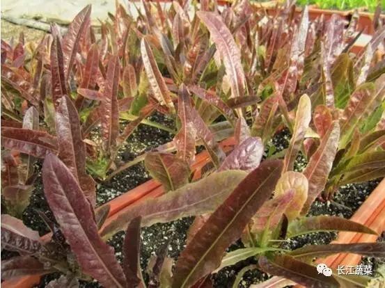 紫色蔬菜富硒嘛能吃吗（紫菜含硒元素吗）-硒宝网