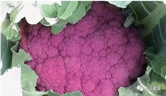 紫色蔬菜富硒嘛能吃吗（紫菜含硒元素吗）-硒宝网