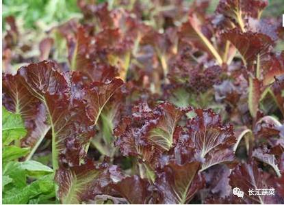 紫色蔬菜富硒嘛能吃吗（紫菜含硒元素吗）-硒宝网