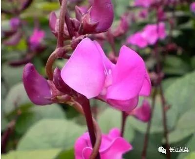 紫色蔬菜富硒嘛能吃吗（紫菜含硒元素吗）-硒宝网