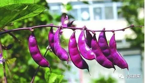 紫色蔬菜富硒嘛能吃吗（紫菜含硒元素吗）-硒宝网