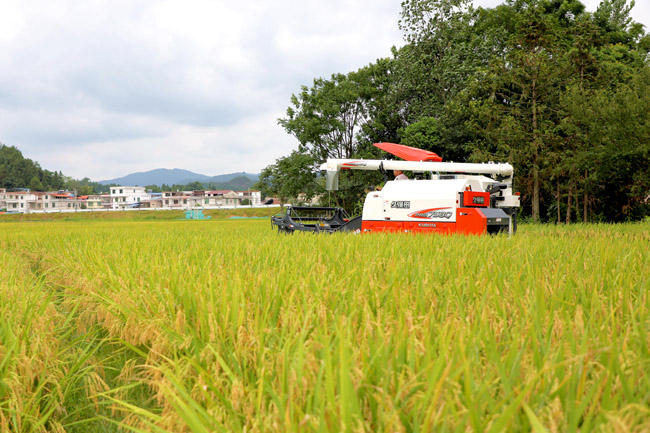 富硒蔬菜种植示范基地（蔬菜示范种植基地富硒土壤）-硒宝网