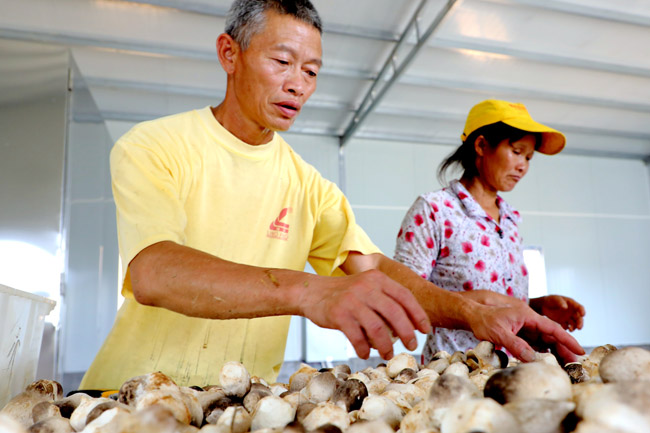 富硒蔬菜种植示范基地（蔬菜示范种植基地富硒土壤）-硒宝网