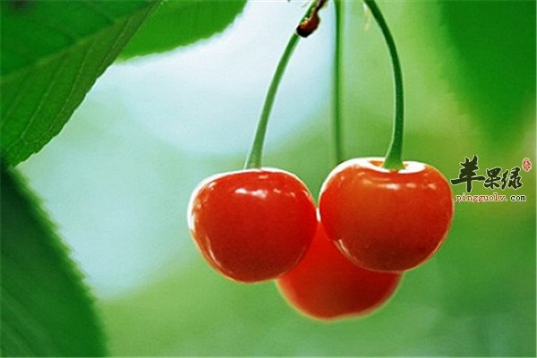 哪种水果补铁(水果补铁的水果有哪些)-硒宝网