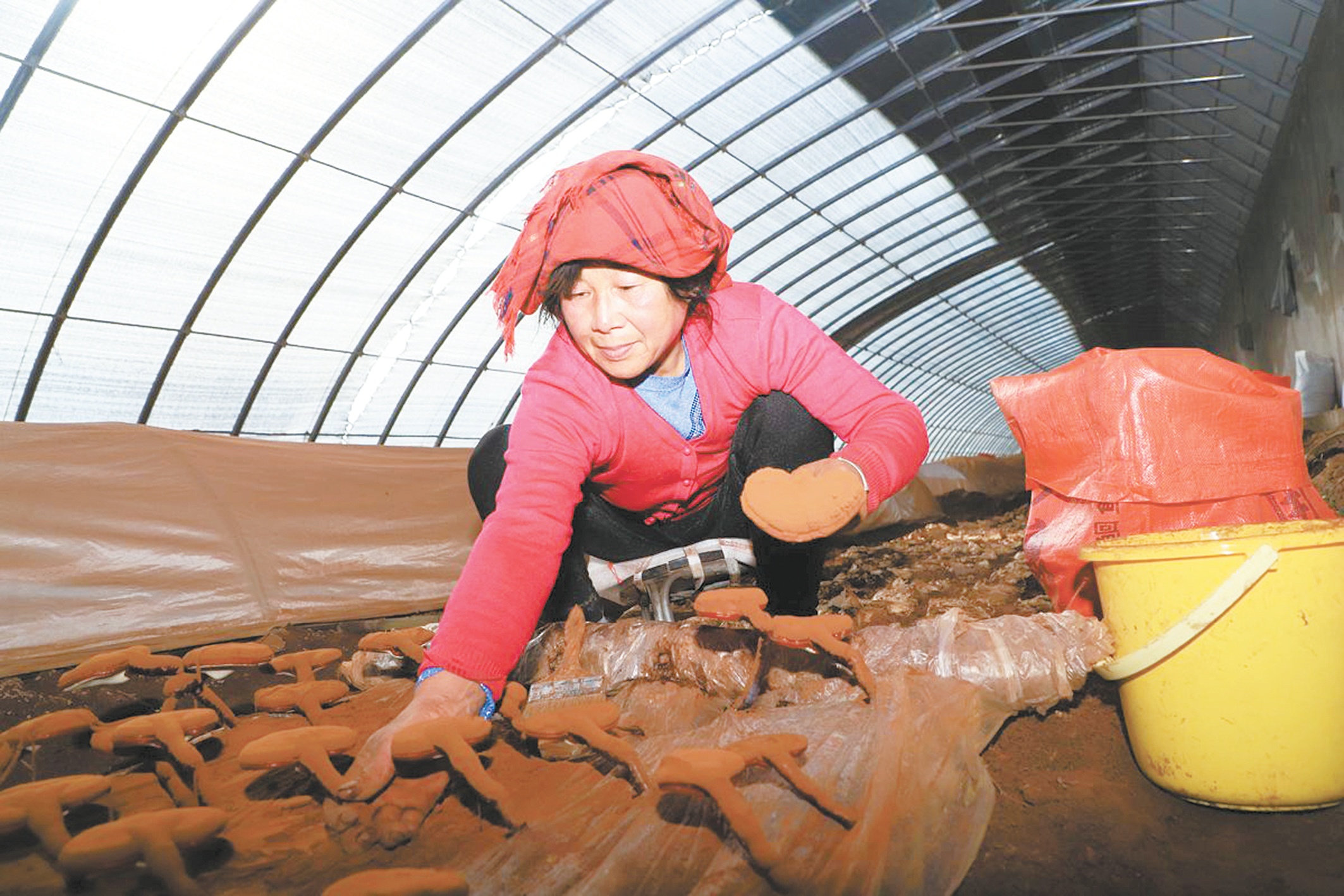 江西潭头村蔬菜富硒吗（万亩富硒蔬菜基地）-硒宝网