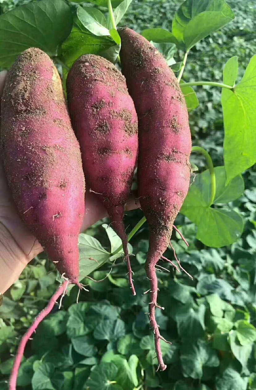 江西潭头村蔬菜富硒吗（万亩富硒蔬菜基地）-硒宝网