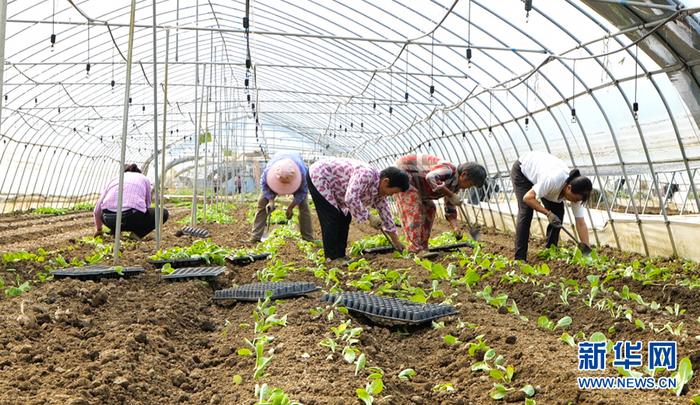 东莞富硒蔬菜批发市?。ǘ父幻袷卟伺⑹谐。?硒宝网