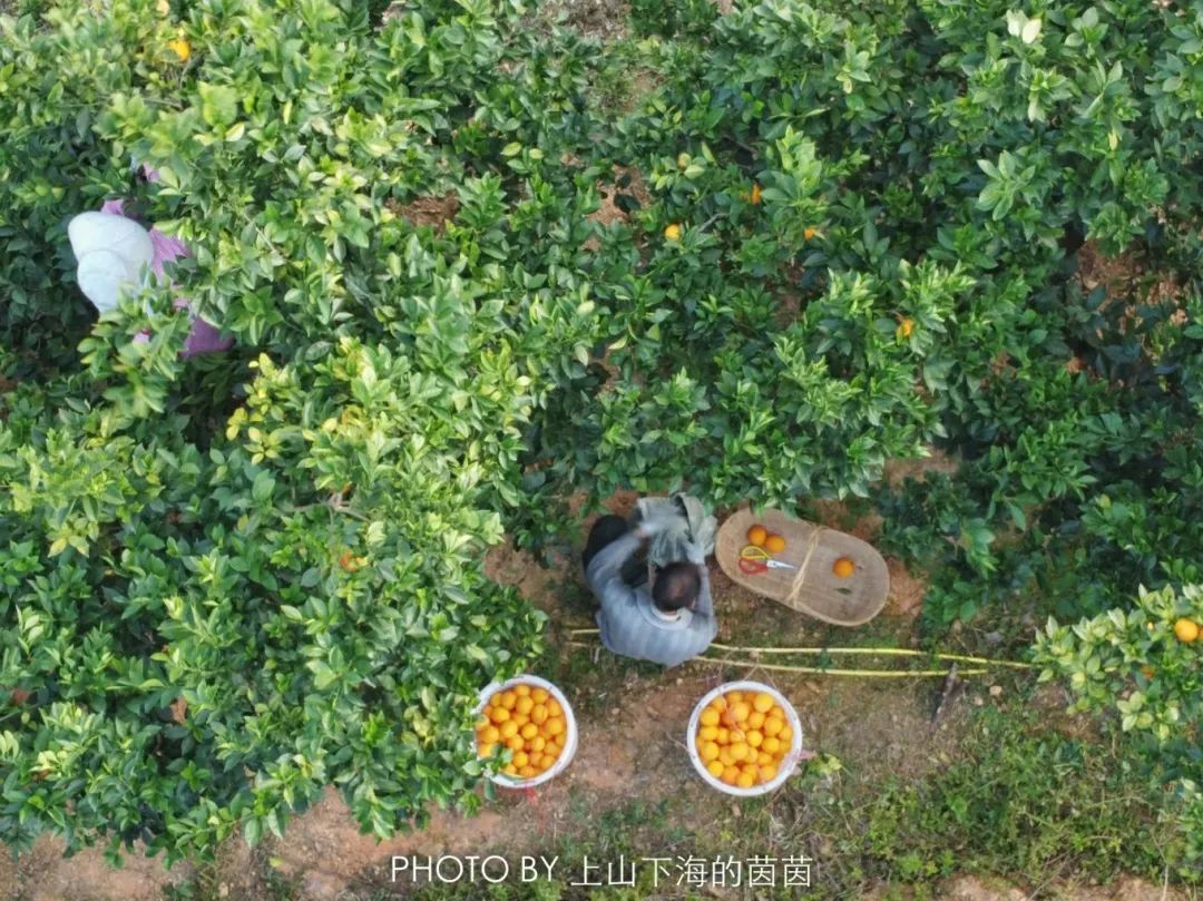 江西潭头村蔬菜富硒吗(江西富硒蔬菜产业集群)-硒宝网