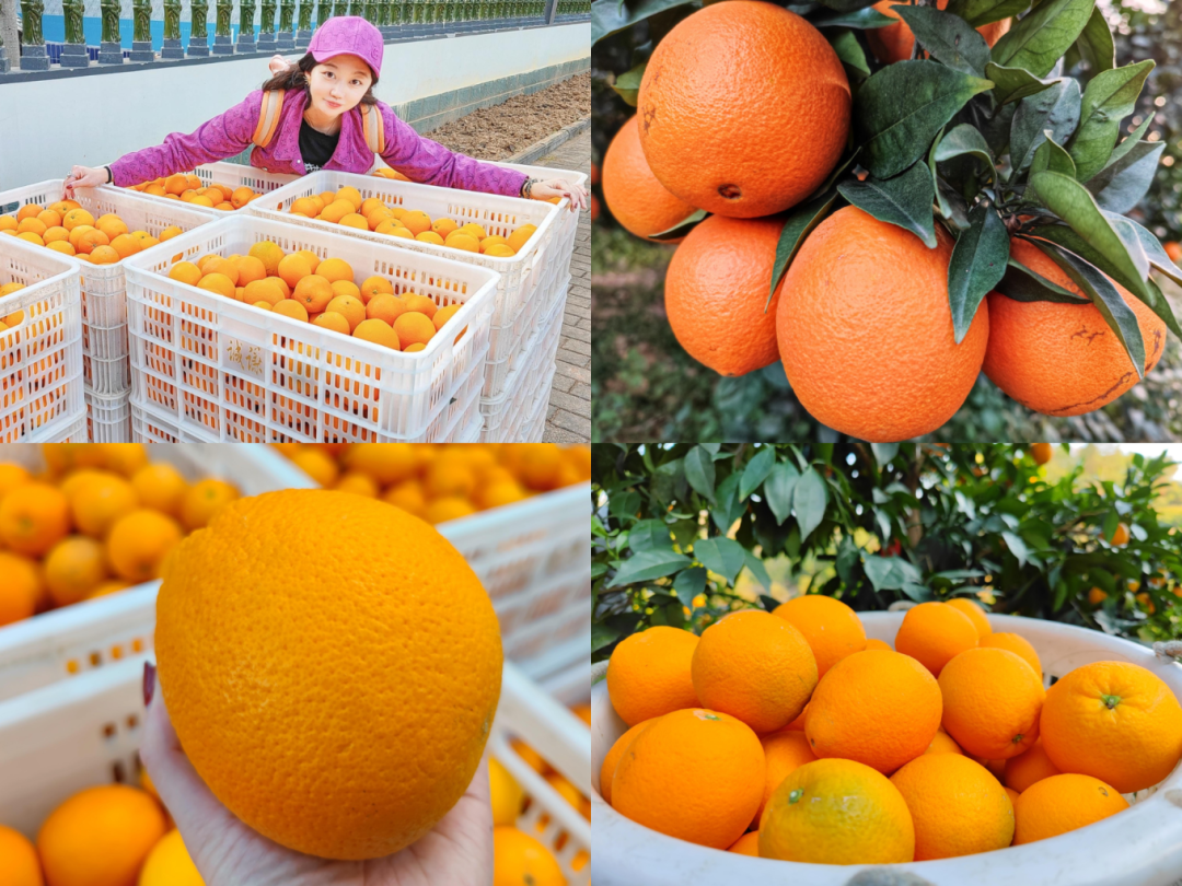 江西潭头村蔬菜富硒吗(江西富硒蔬菜产业集群)-硒宝网