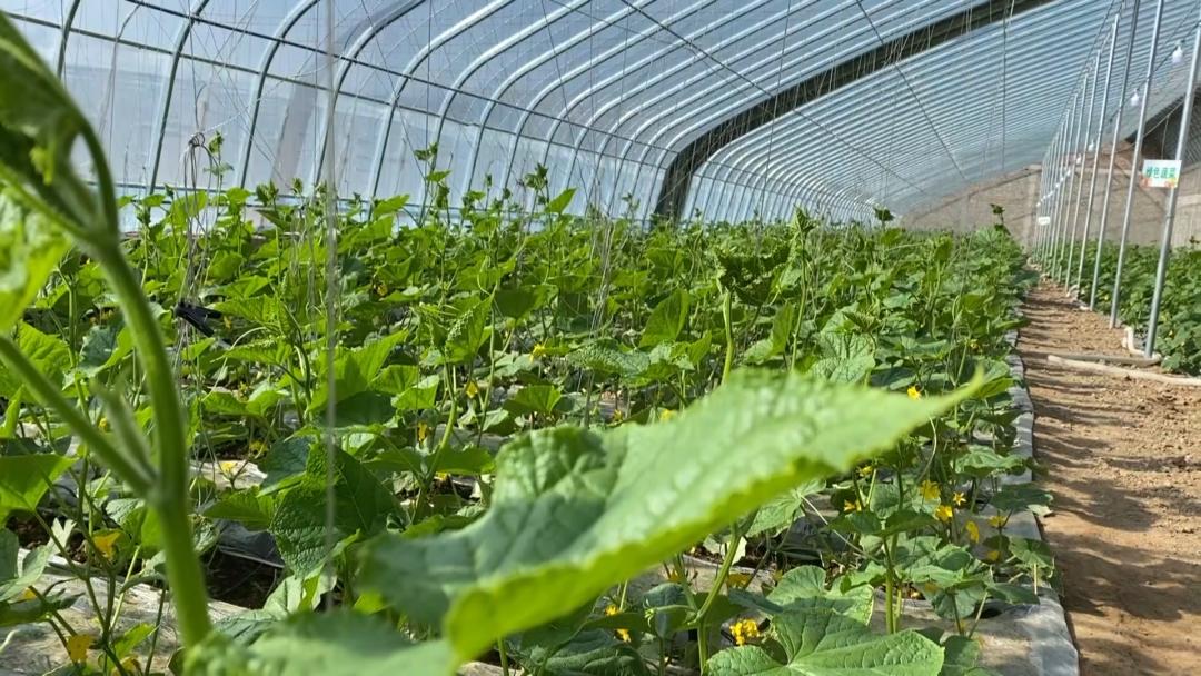 江西宁都富硒蔬菜基地(宁都县青塘镇富硒蔬菜基地)-硒宝网