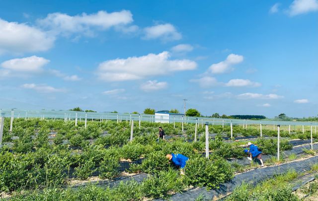 临淄富硒蔬菜种植基地（淄博富硒采摘园哪里好）-硒宝网