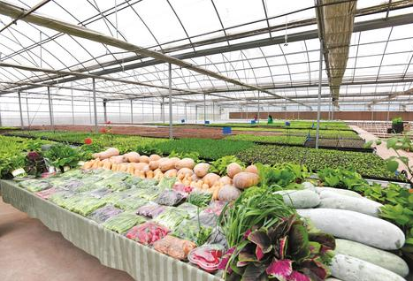 富硒蔬菜农业发展规划（万亩富硒蔬菜基地）-硒宝网