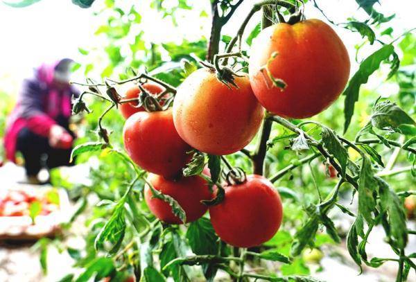 富硒蔬菜农业发展规划(蔬菜农业规划富硒发展方向)-硒宝网