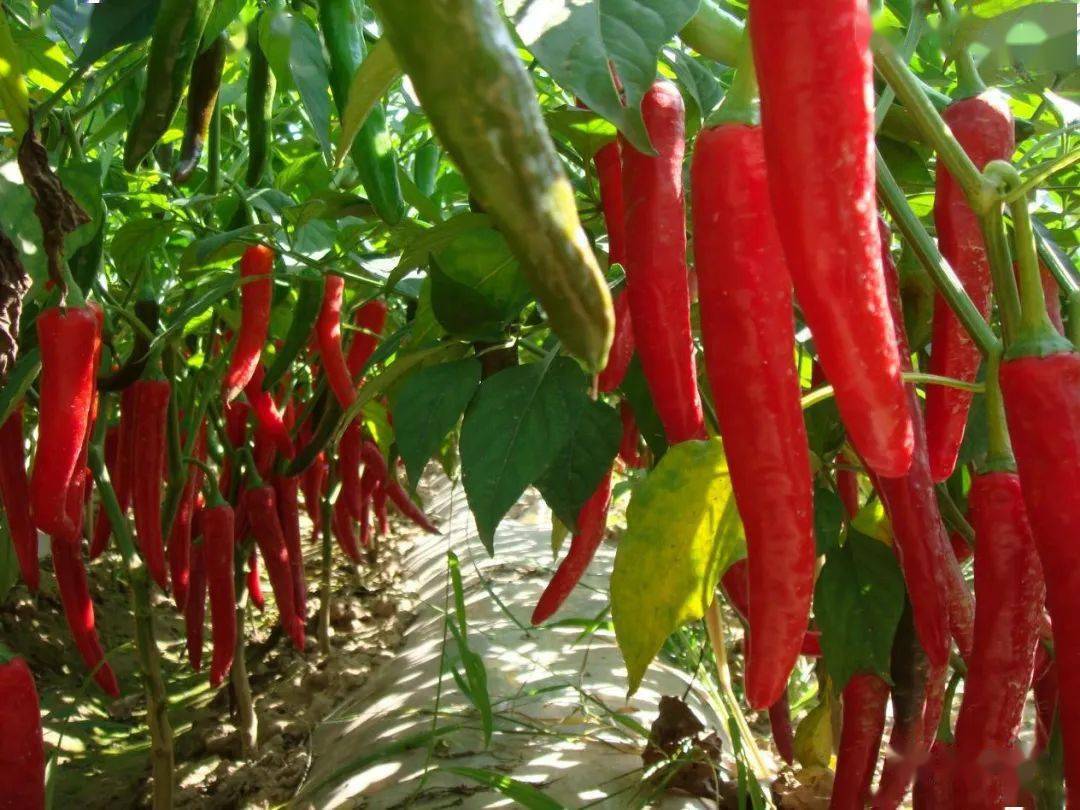 富硒蔬菜农业发展规划(蔬菜农业规划富硒发展方向)-硒宝网