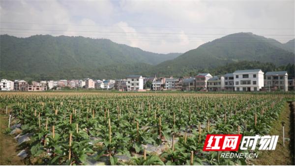 如何生产富硒蔬菜种子(蔬菜种子生产富硒产品)-硒宝网