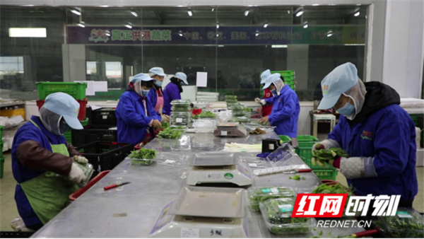 如何生产富硒蔬菜种子(蔬菜种子生产富硒产品)-硒宝网