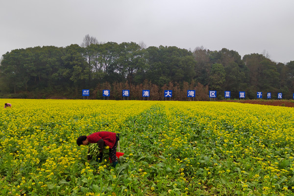 富硒蔬菜农业发展规划（富硒蔬菜产业园）-硒宝网