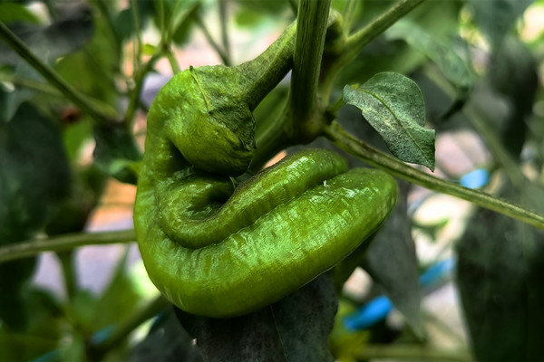 富硒蔬菜农业发展规划（富硒蔬菜产业园）-硒宝网