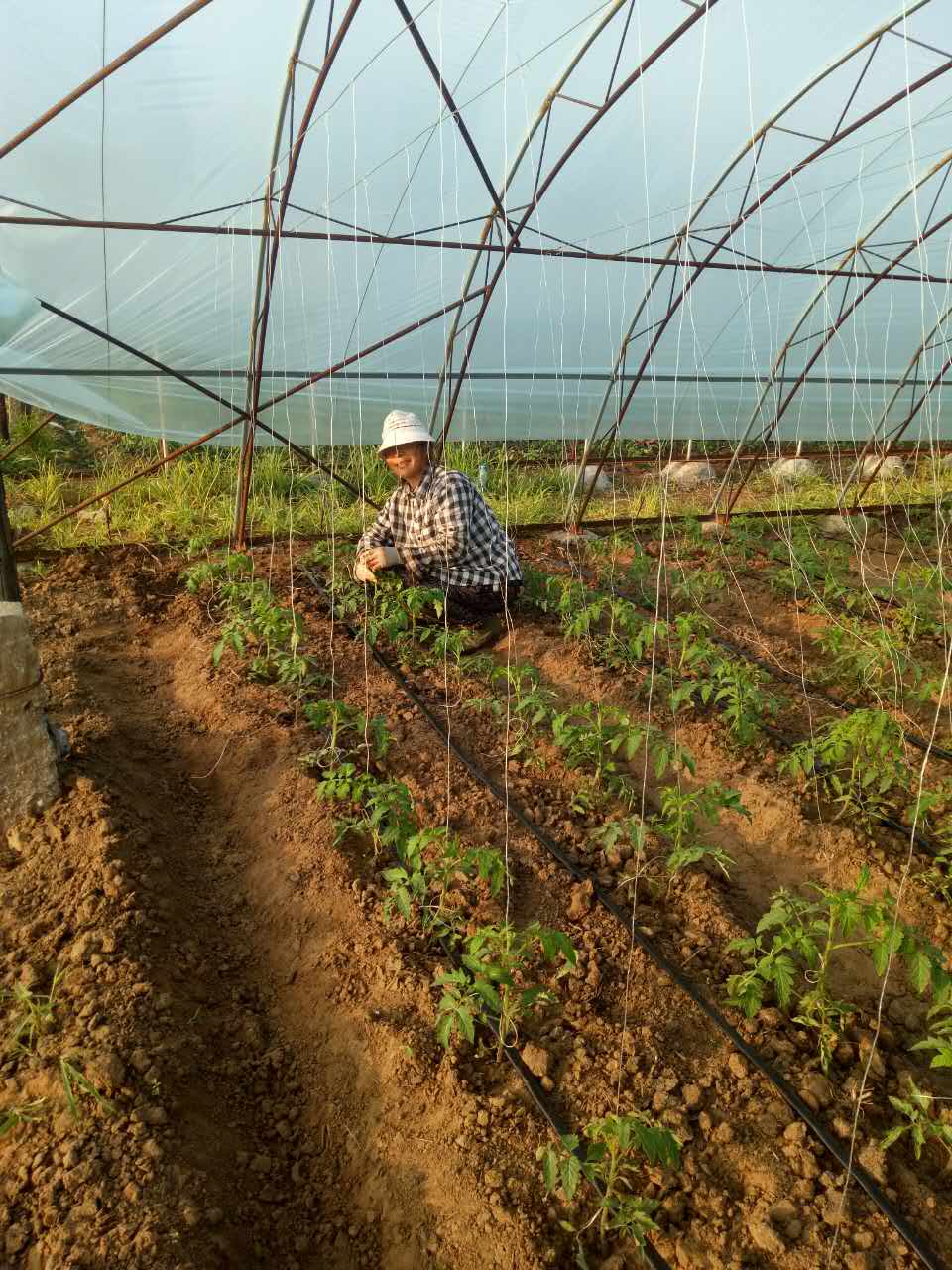 万亩富硒蔬菜基地地图(蔬菜基地绘画)-硒宝网