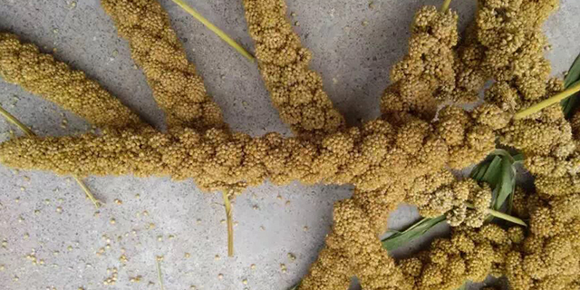 富硒蔬菜是不是有机物(蔬菜富硒标准是多少)-硒宝网