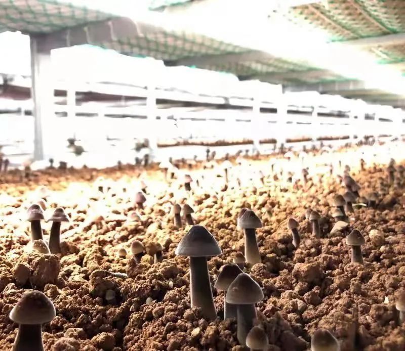 富硒蔬菜纸箱包装设计(蔬菜纸盒包装)-硒宝网