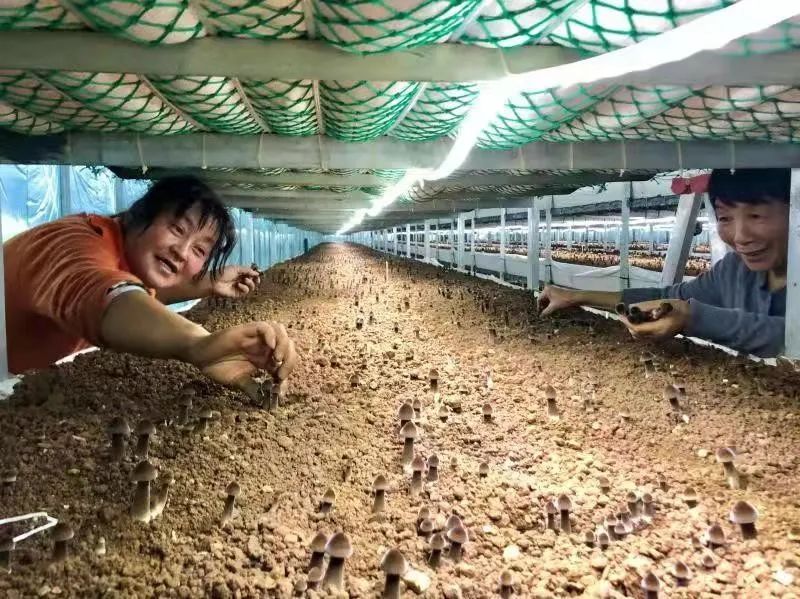 富硒蔬菜纸箱包装设计(蔬菜纸盒包装)-硒宝网