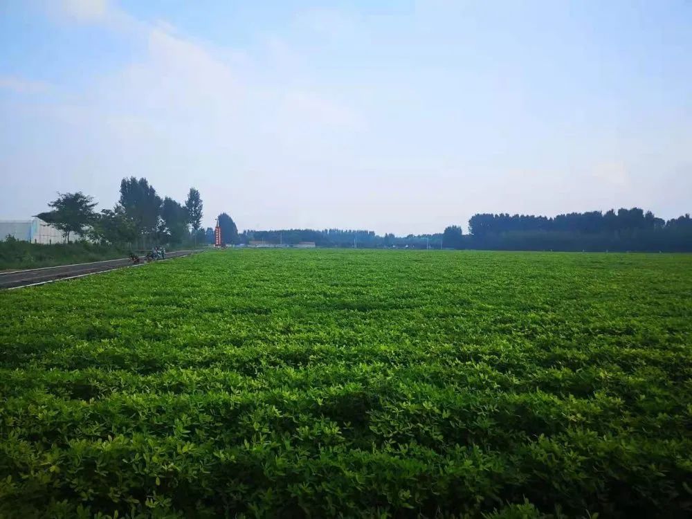 富硒蔬菜纸箱包装设计(蔬菜纸盒包装)-硒宝网