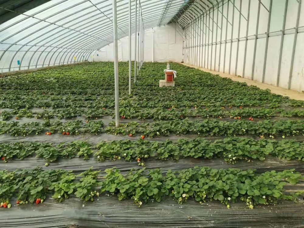 富硒蔬菜纸箱包装设计(蔬菜纸盒包装)-硒宝网