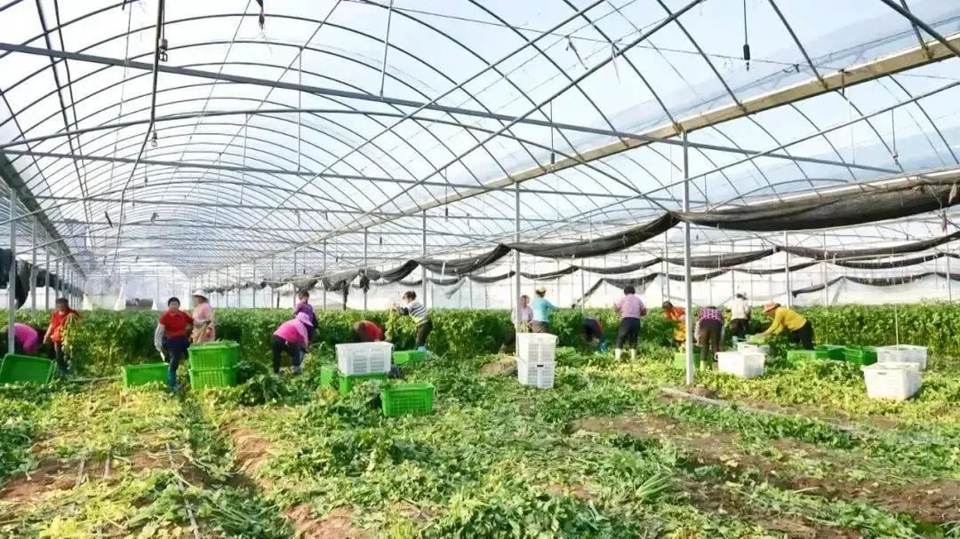 于都万亩富硒蔬菜基地(于都富硒大米)-硒宝网