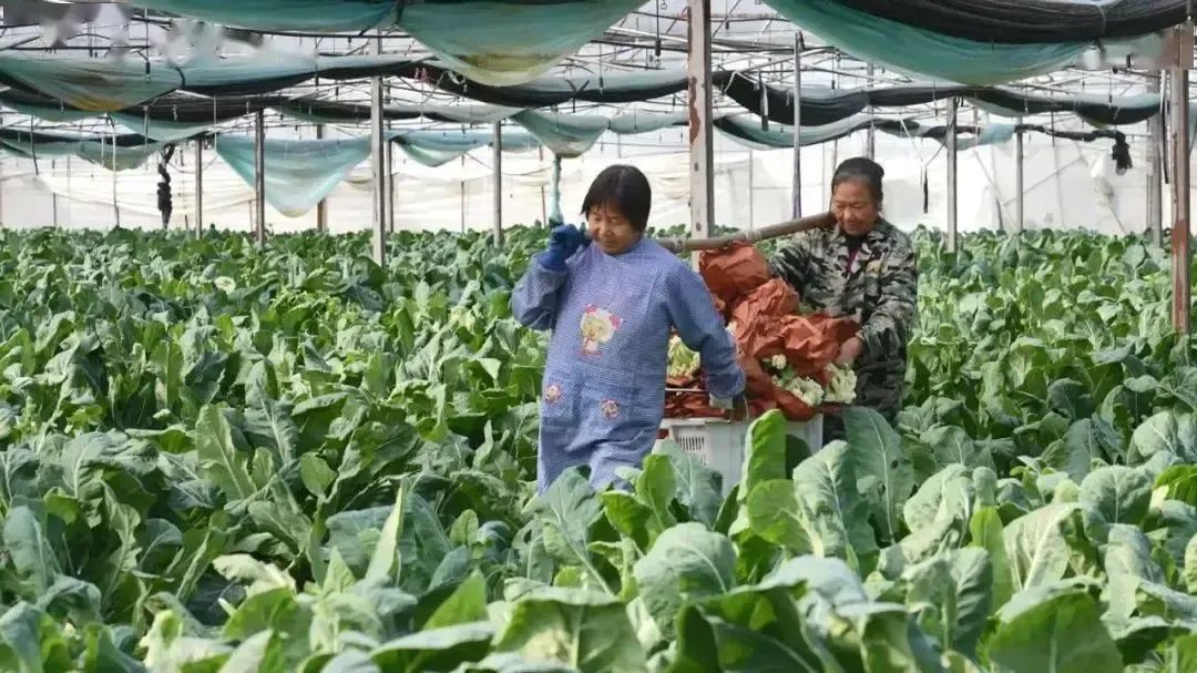 于都万亩富硒蔬菜基地(于都富硒大米)-硒宝网