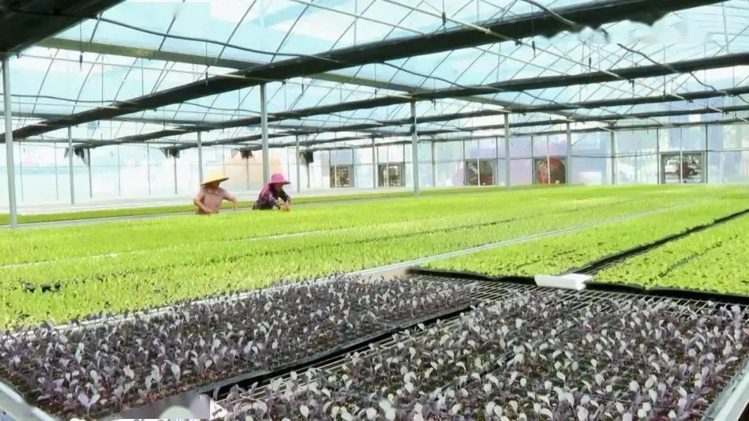 于都万亩富硒蔬菜基地(于都富硒大米)-硒宝网