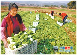 宁都县富硒蔬菜产业园(宁都县青塘镇富硒蔬菜基地)-硒宝网