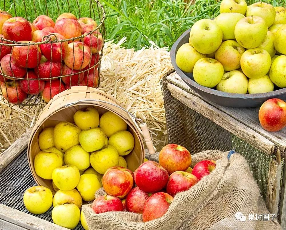 富硒蔬菜市场趋势如何（蔬菜趋势富硒市场分析）-硒宝网