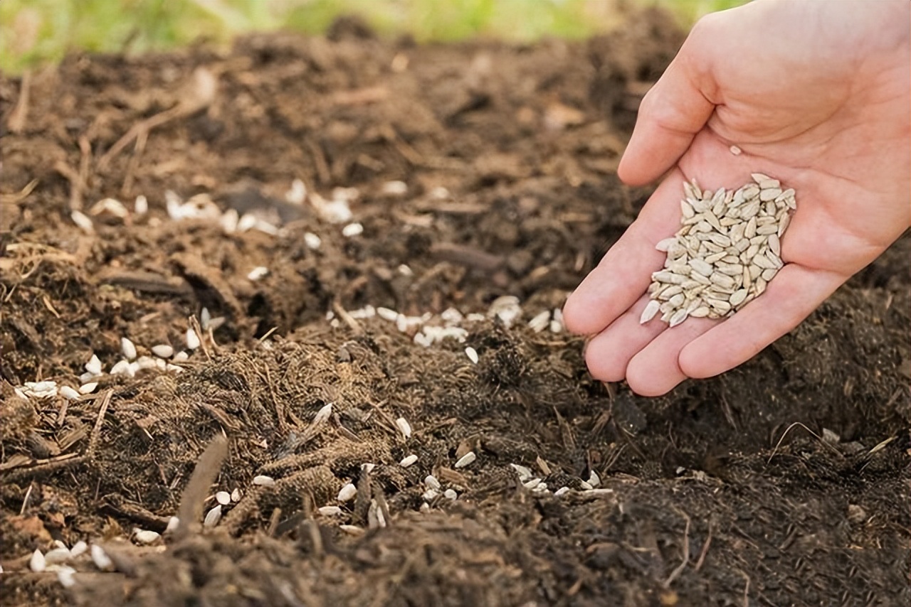 富硒蔬菜市场趋势如何（中国富硒蔬菜杂交）-硒宝网
