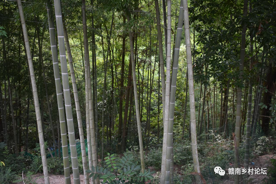 梓山万亩富硒蔬菜基地（梓山蔬菜基地门票多少）-硒宝网