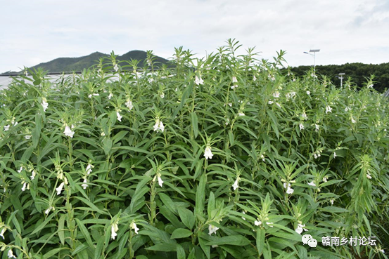 梓山万亩富硒蔬菜基地（梓山蔬菜基地门票多少）-硒宝网
