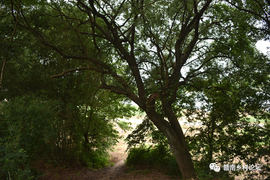 梓山万亩富硒蔬菜基地（梓山蔬菜基地门票多少）-硒宝网