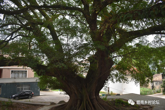 梓山万亩富硒蔬菜基地（梓山蔬菜基地门票多少）-硒宝网